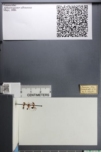 Media type: image; Entomology 523628